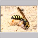 Cerceris arenaria - Grabwespe w09 13mm mit Ruesselkaefer im Nest.jpg